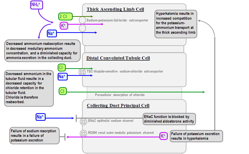 Type 4 (hyperkalemic) renal tubular acidosis Deranged Physiology